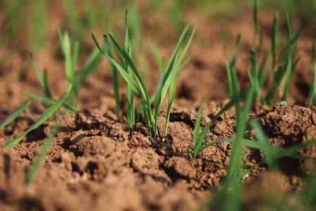Save Money by Planting Grass Seed Yourself Image